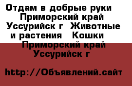 Отдам в добрые руки  - Приморский край, Уссурийск г. Животные и растения » Кошки   . Приморский край,Уссурийск г.